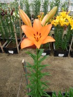 [5094 Amiga VWS No01.JPG]